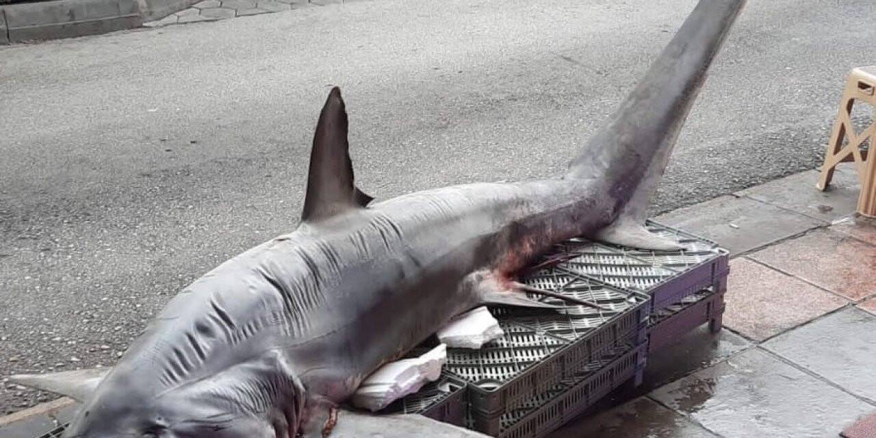 Pazarda dev köpek balığına yoğun ilgi