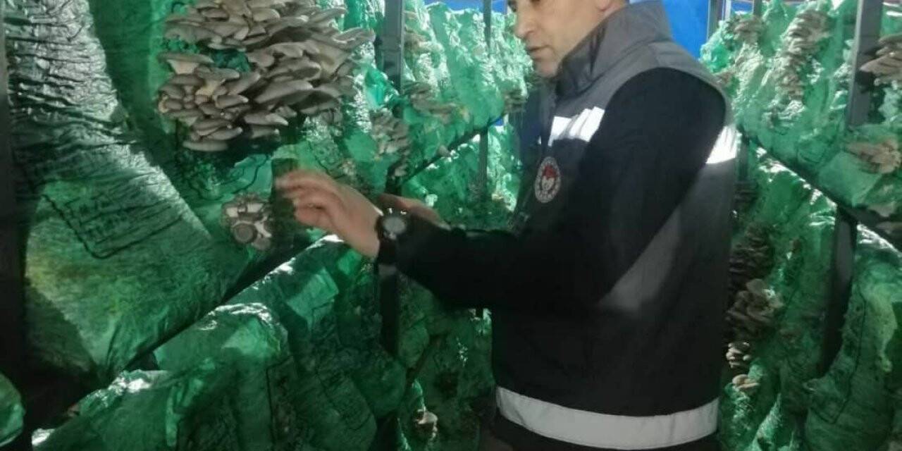 Kırklareli’nde istiridye mantarı üretimi artıyor