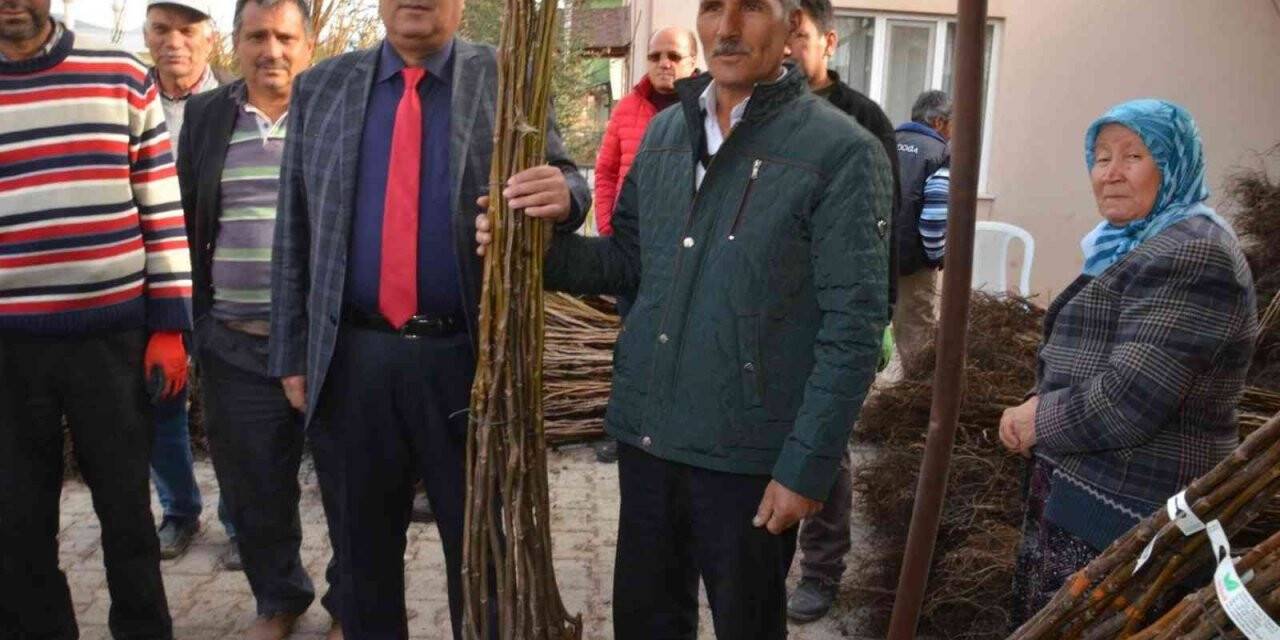 Çameli Belediyesi’nden ceviz üretimine dev destek