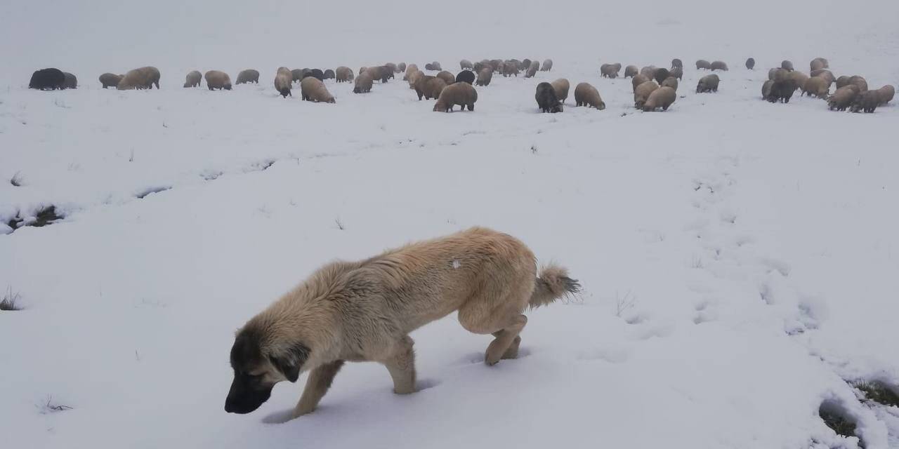 Bayburt yağan karla beyaza büründü