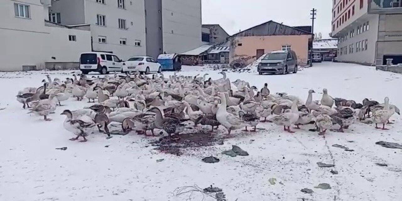Göle beyaz örtüyle kaplandı