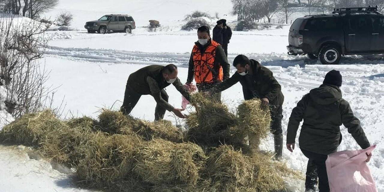 Yaban hayvanlarına 70 ton yem bırakılacak