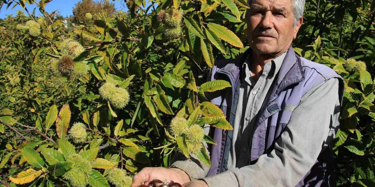Mersin’de örnek kestane bahçesi
