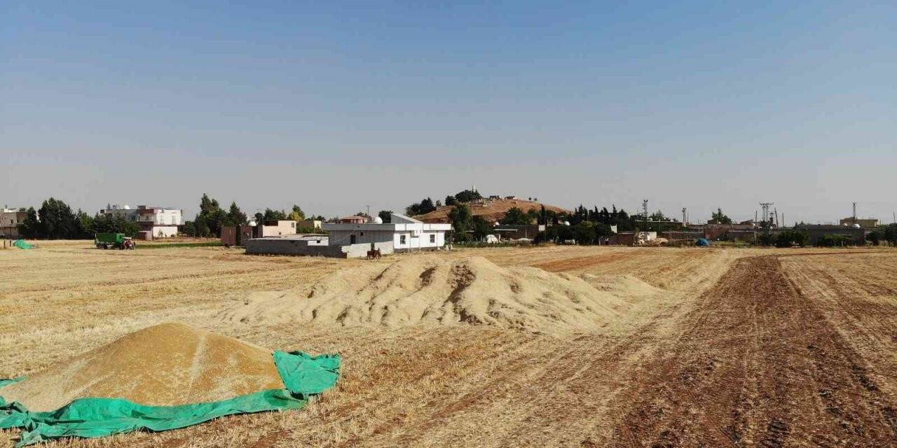 Kuraklık çiftçilerin kuru tarımda hasatlarını zorlaştırdı