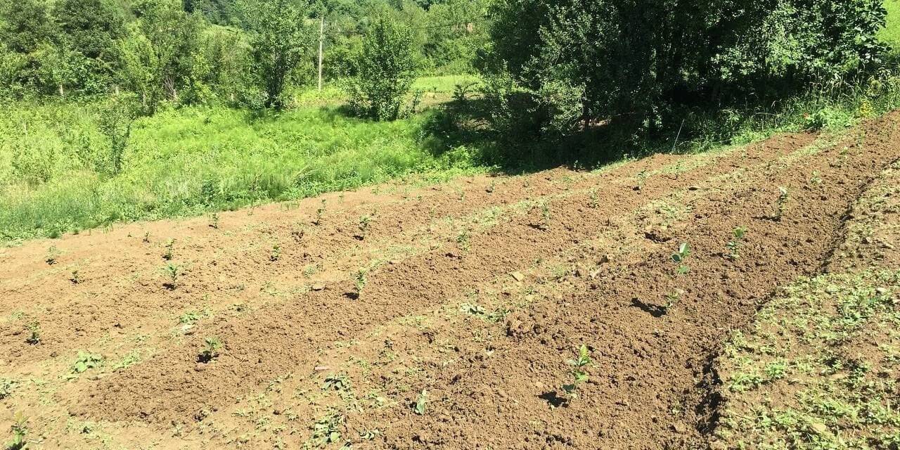 40 yıl Avrupa’da yaşadı, memleketine dönüp aronya bahçesi kurdu