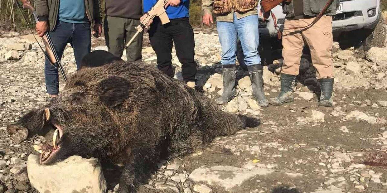 400 kilo ağırlığında domuz avladılar