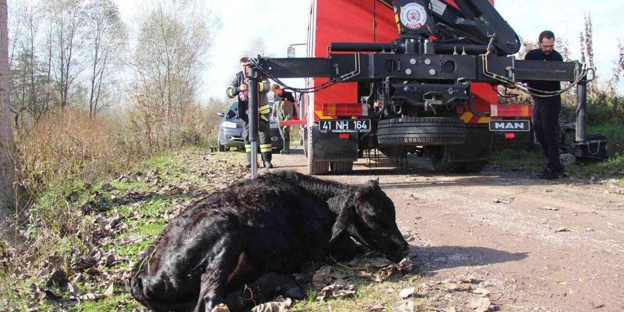 Dereye düşen 6 aylık buzağı için seferber oldular