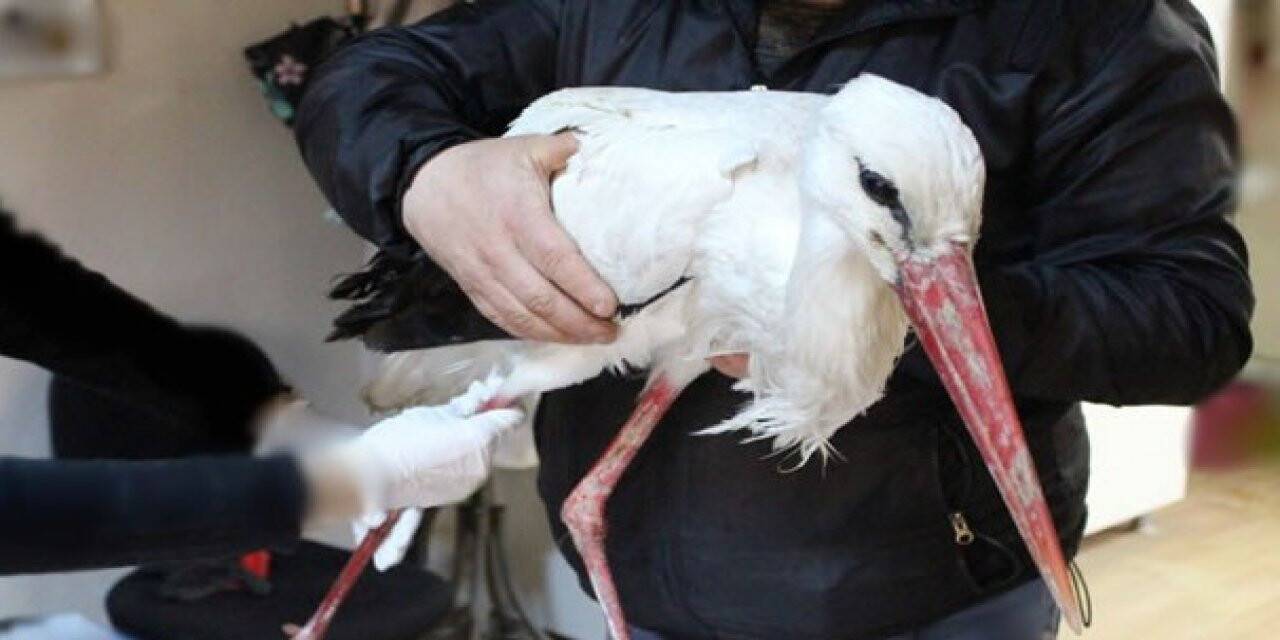 Tüfekle vurulmuştu, sağlığına kavuşunca doğaya salındı