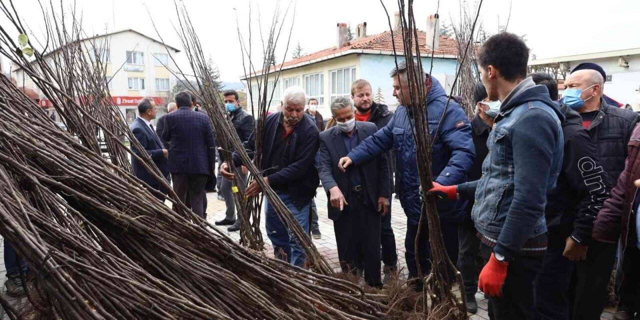 Harmancık ayva ile markalaşacak