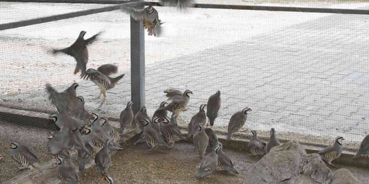 Bu keklikler doğal dengeye katkı sağlıyor