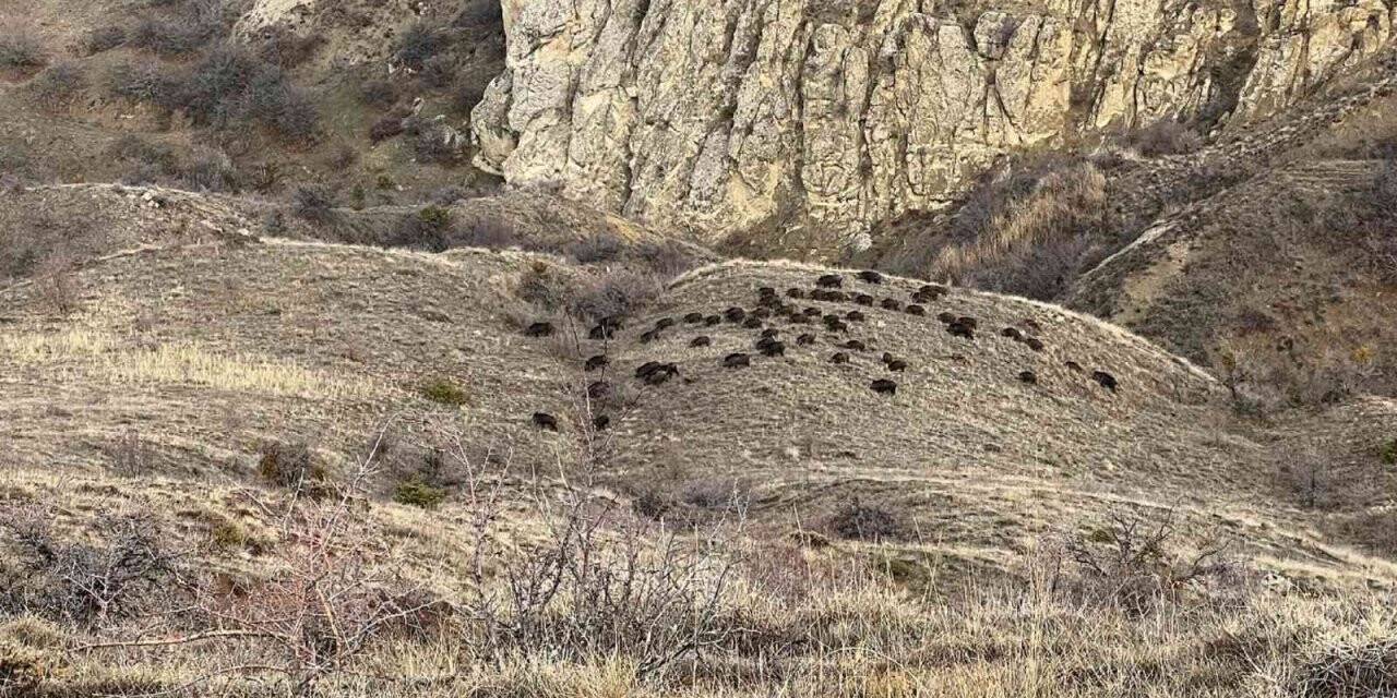 Doğa fotoğrafçısı, karşılaştığı sürü ile neye uğradığını şaşırdı
