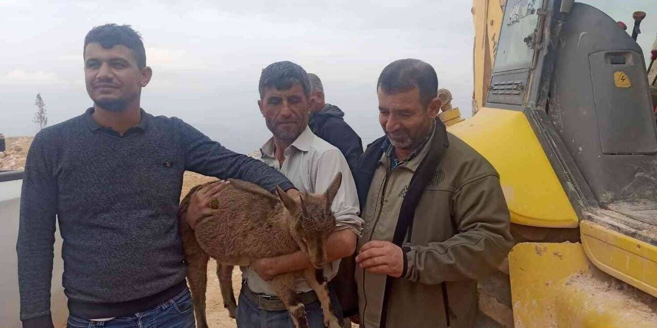 Yavru yaban keçisi tedaviye alındı