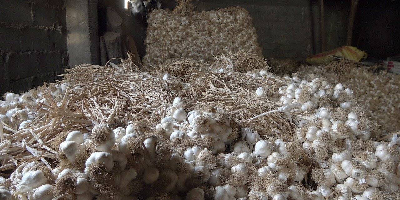 Pandemide gramla satılan Taşköprü sarımsağı, bu yıl depolarda kaldı