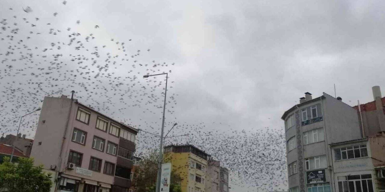 Tekirdağ’da kargalar gökyüzünü istila etti