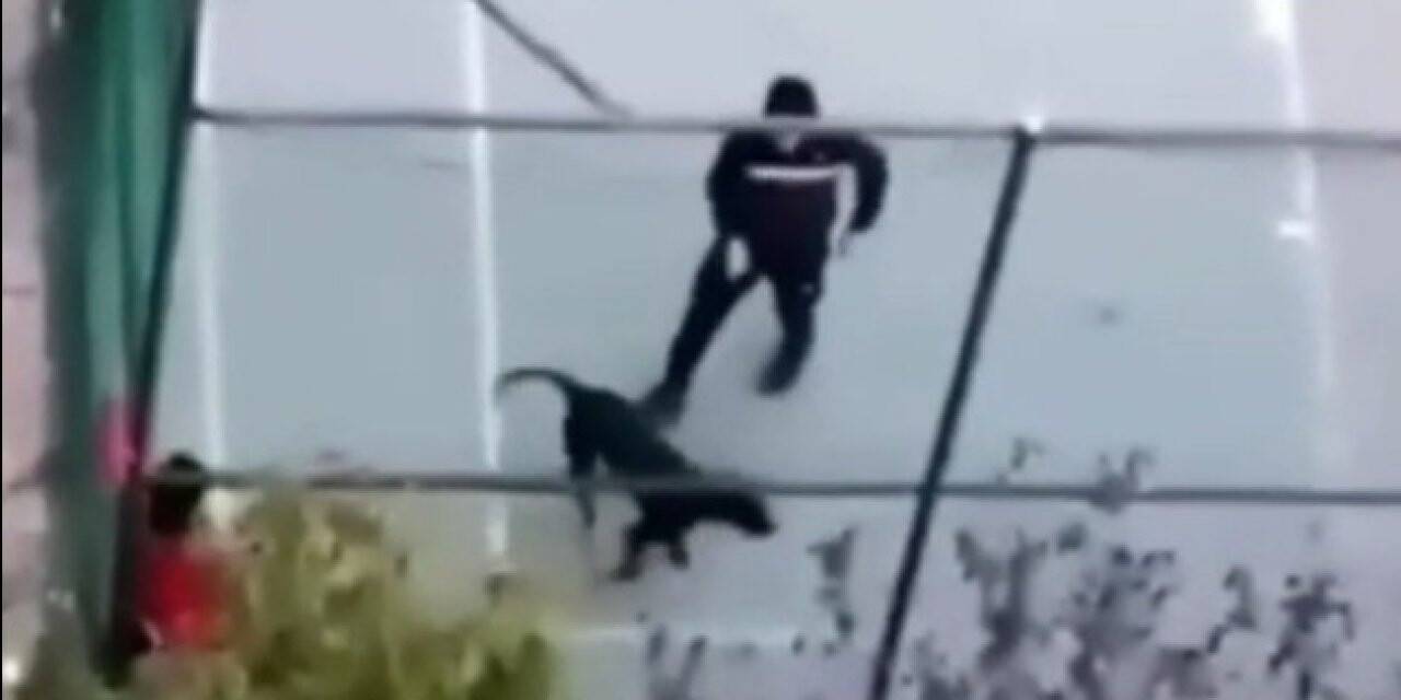 Pitbull cinsi köpeğiyle arkadaşına dehşeti yaşattı: Çocuk korkudan potaya çıktı