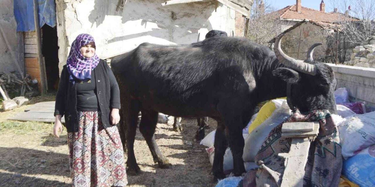 Manda yetiştiriciliğine destek