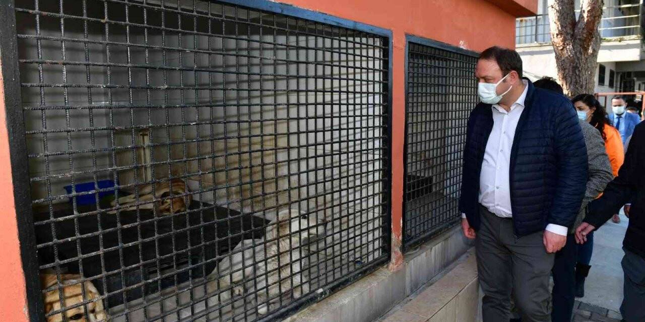 Çiğli Belediyesi, kış mevsimi öncesi sokak hayvanlarını unutmadı