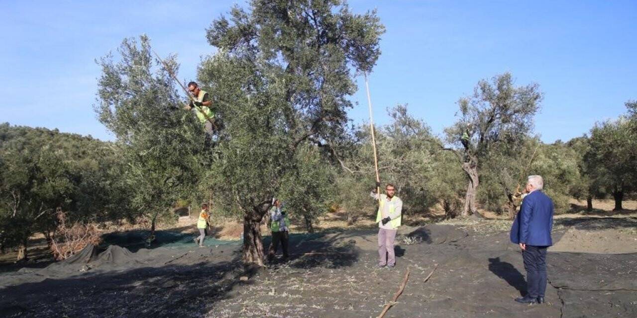 Burhaniye Belediyesi erken hasat zeytinyağı satışına başladı