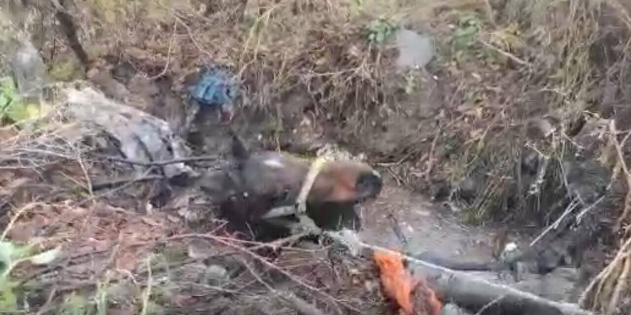 Su dolu kuyuya düşen at kurtarıldı
