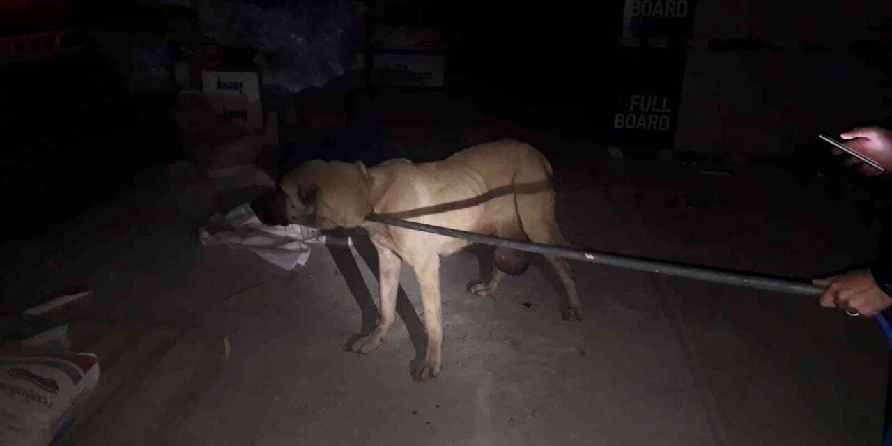 Mahalle bekçilerinin bulduğu yaralı köpek tedaviye alındı