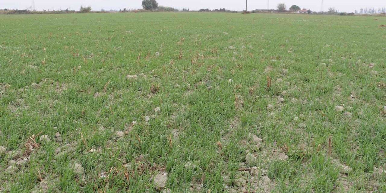 Bu yıl Söke Ovası’nın yarısı Buğday olacak