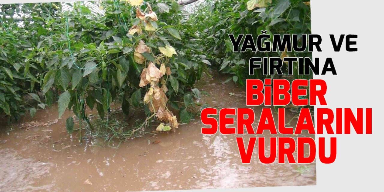 Antalya’da yağmur ve fırtına biber seralarını vurdu