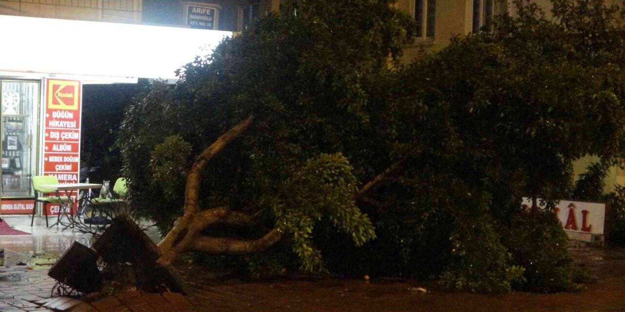 Antalya’da hortum ağaçları kökünden söktü
