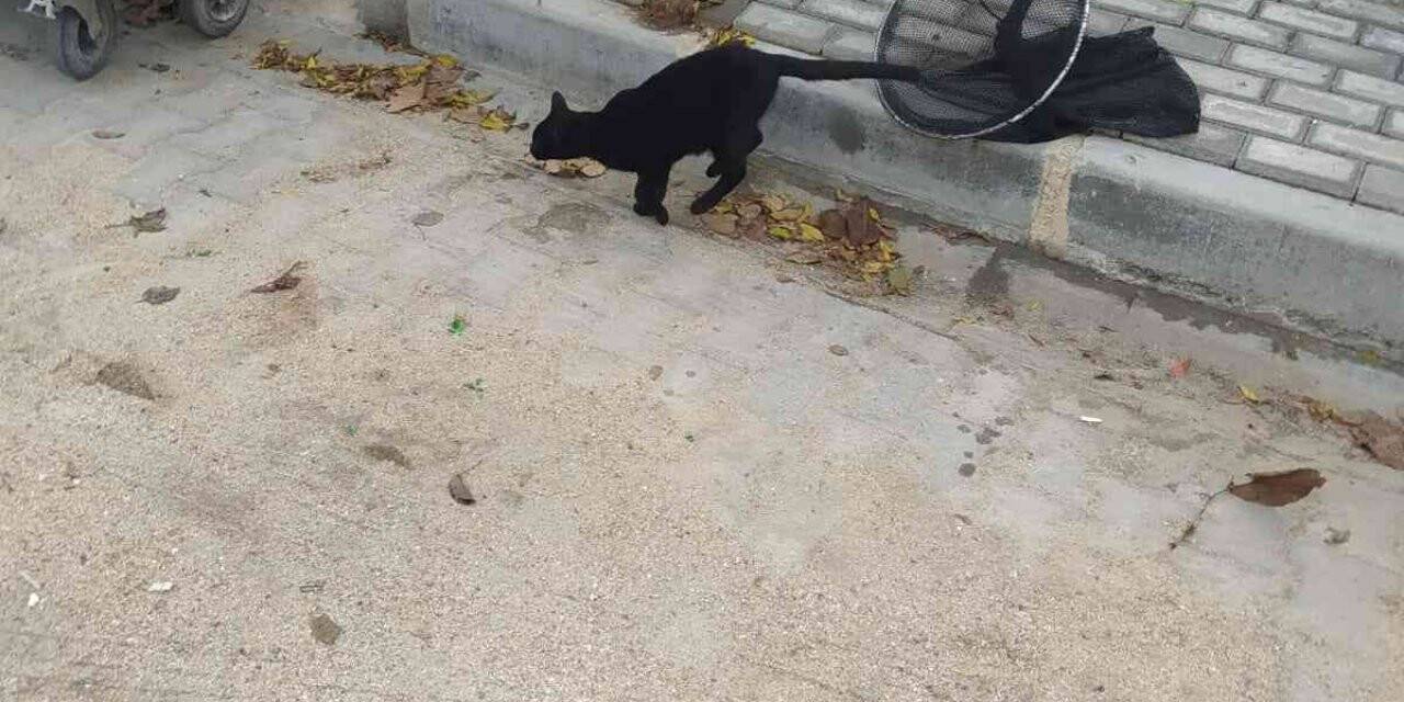 Çatıda mahsur kalan kedi kurtarıldı