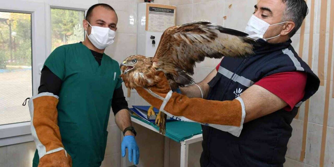 İzmir’de parkta bulunan kızıl şahin koruma altında