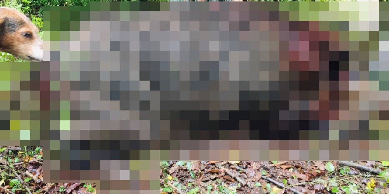 Avcılar 400 kiloluk domuzu etkisiz hale getirdi