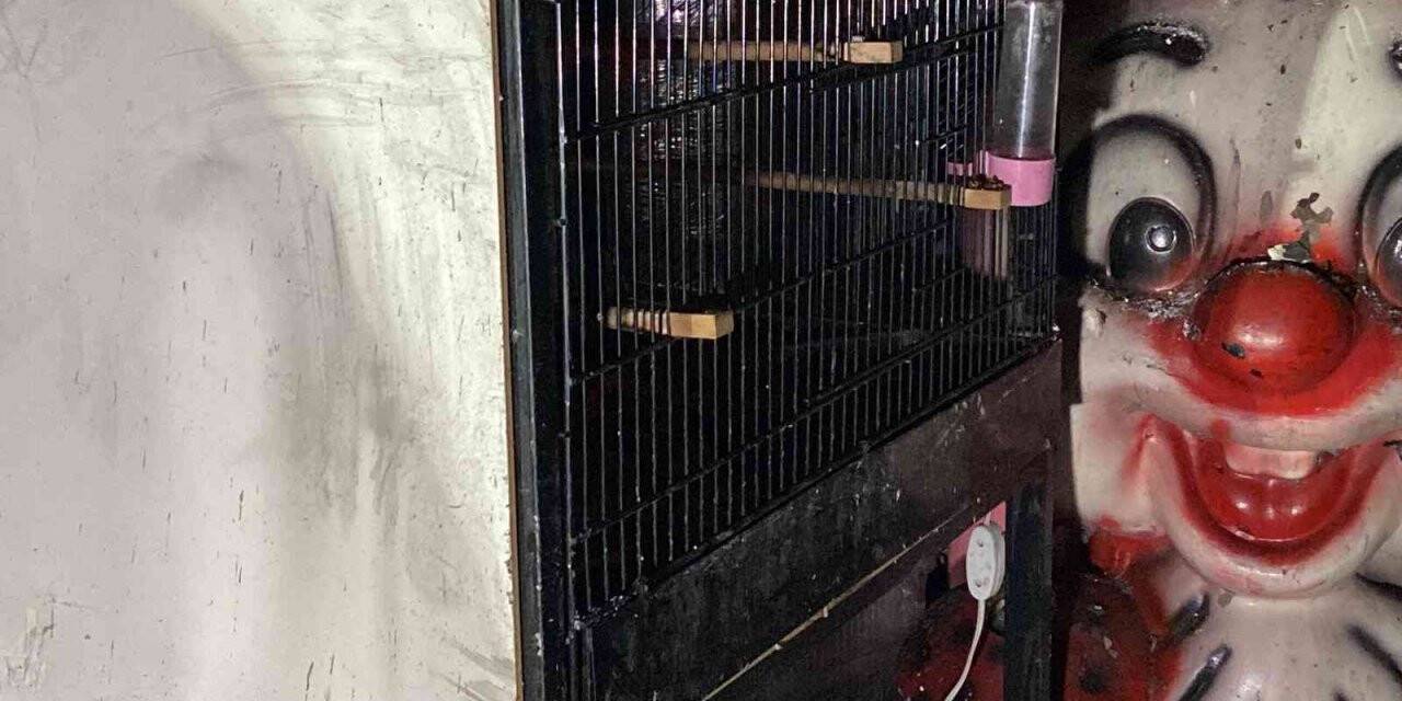 Bayrampaşa’da pet shopta yangın: Çok sayıda hayvan telef oldu