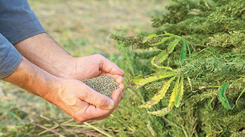 Yerli kenevir tohumu hazır sıra tesiste