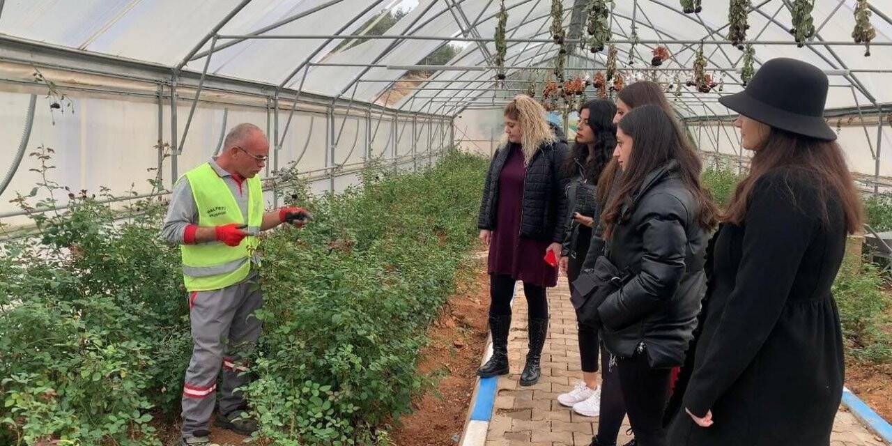 Karagül diyarında hasat zamanı