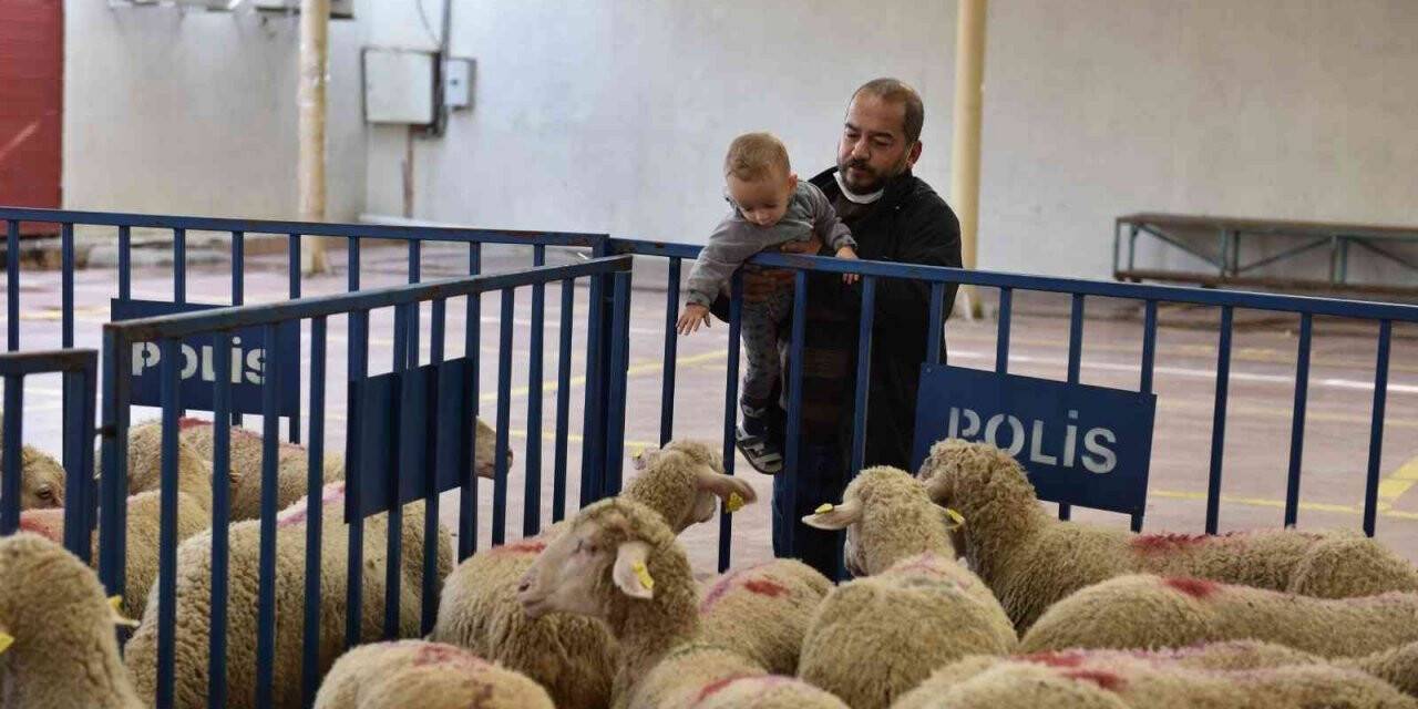 Aliağalı üreticilere küçükbaş hayvan desteği