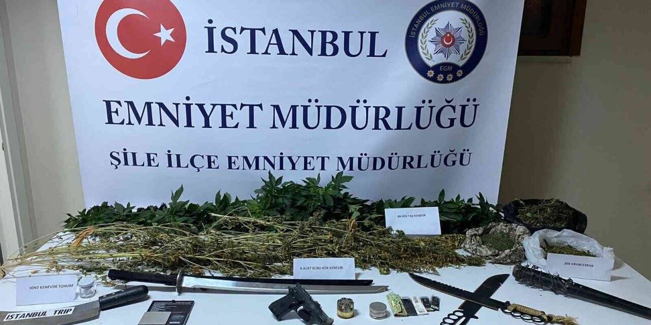 Şile’de seraya çevrilen evde 94 kök Hint keneviri ele geçirildi