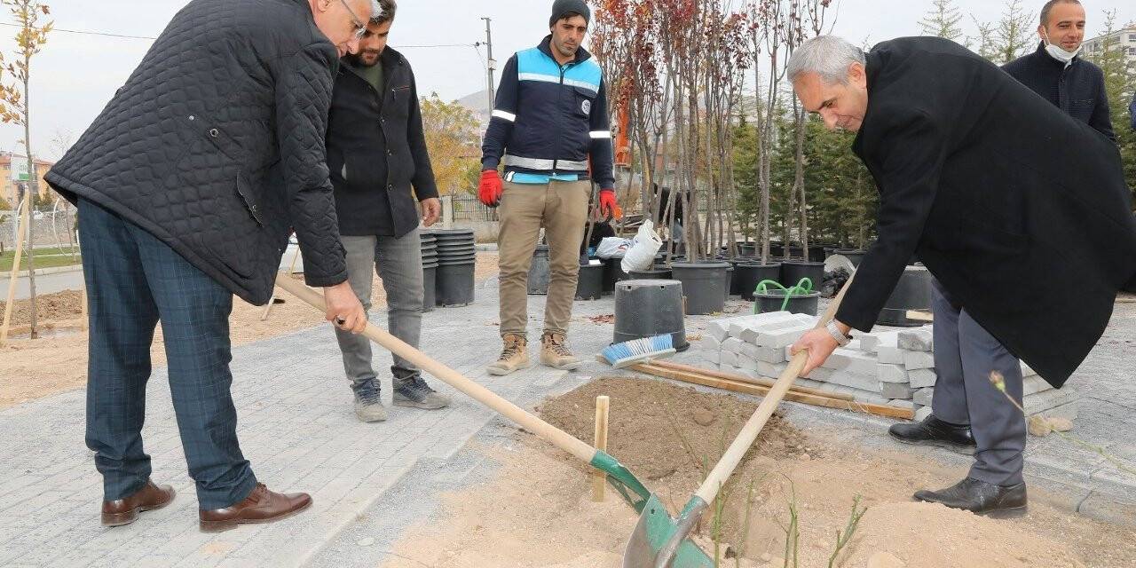 Başkan Güder gül fidanı dikti