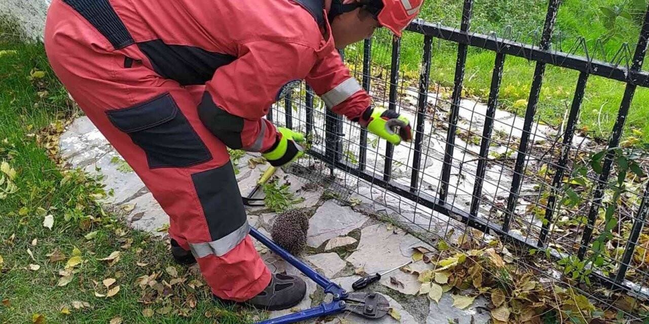 Yolunu şaşıran kirpi korkuluklara sıkıştı