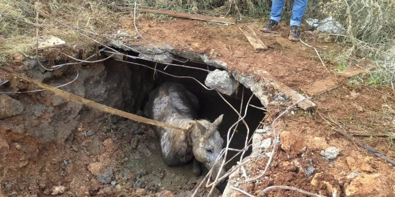 Kaybolan atını bulan sahibi gözlerine inanamadı