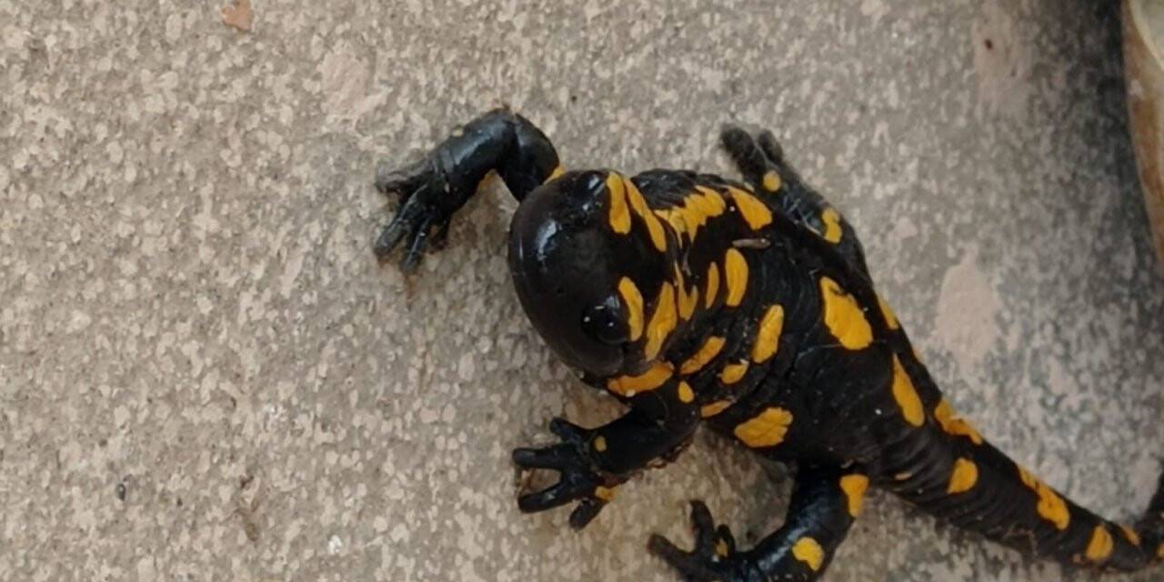 Plastik sandı canlı çıktı