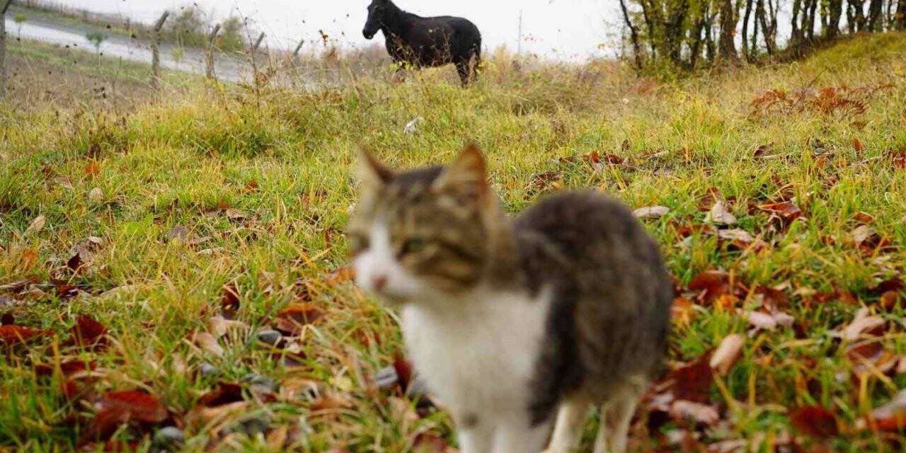 Kedi Kasabası’nın ‘Misafir’i