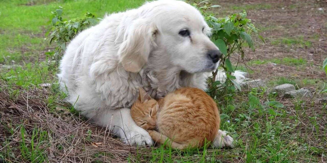 Kedi ile köpeğin dostluğu görenlerin dikkatini çekiyor
