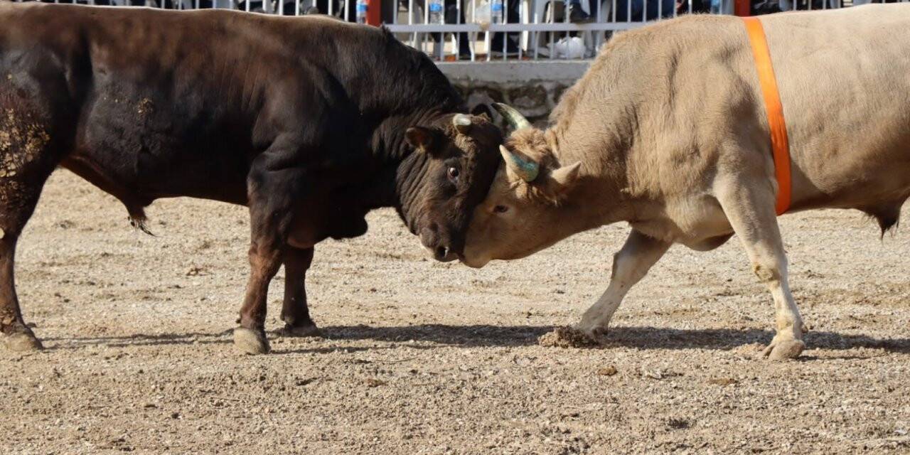 Nazilli’de boğalar eğitime destek için güreşti