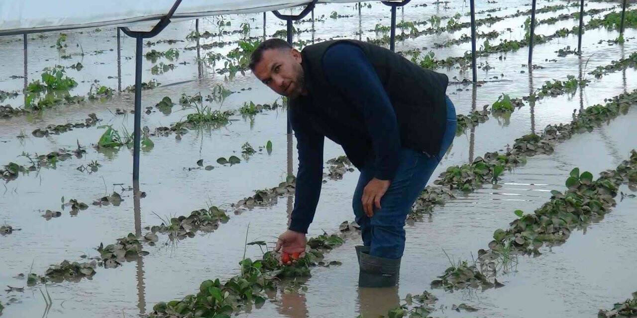 Yağmurla gelen sel, 55 dekar çilek serasını göle çevirdi