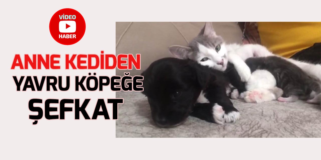 Konya'da anne kedinin yavru köpeğe şefkati duygulandırıyor