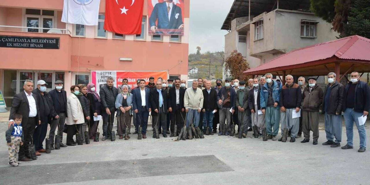 Mersin’de "Ceviz Fidanı Dağıtımı Projesi" tamamlandı