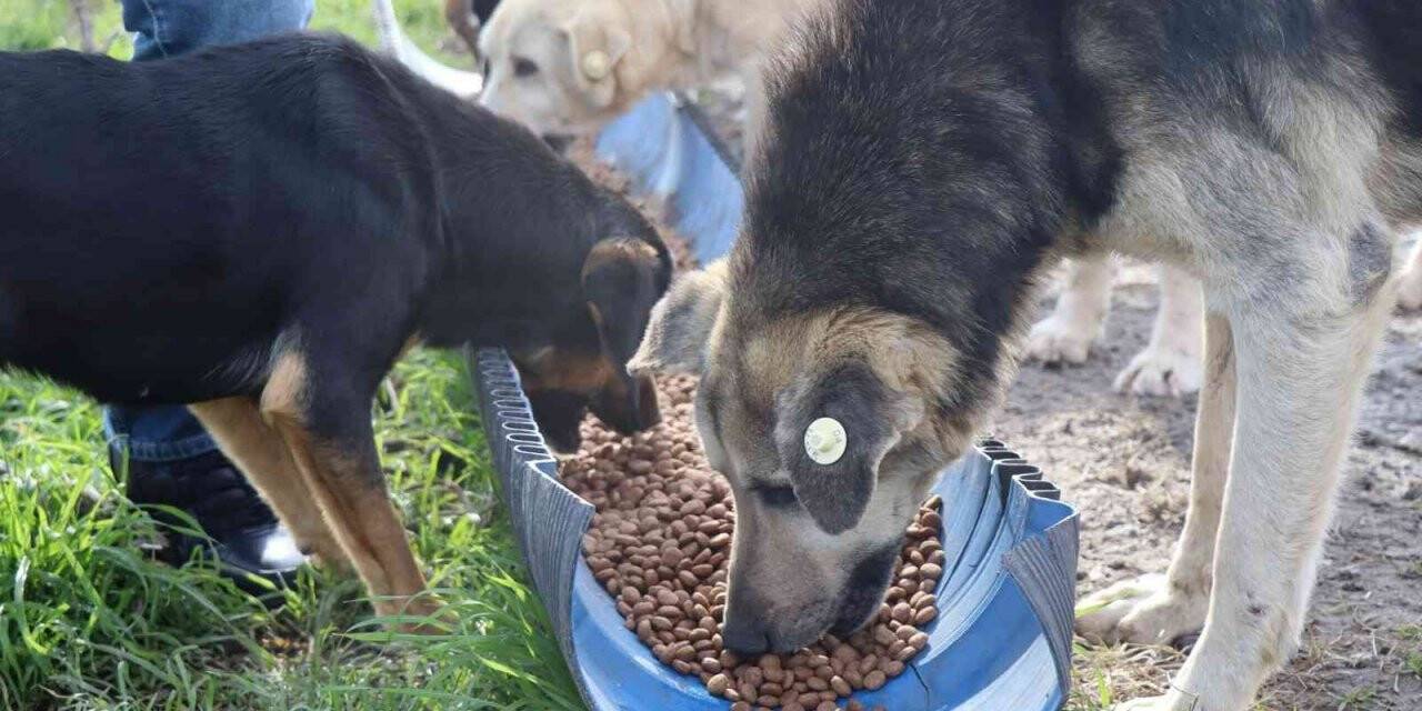 İzmit Belediyesi’nden kırsalda aç kalan hayvanlara mama desteği