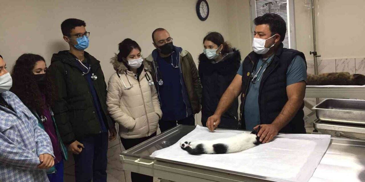 Geçici Hayvan Bakımevi Veterinerlik öğrencilerini ağırladı