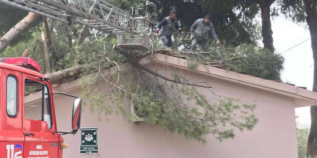 Okul binasının üstüne ağaç devrildi