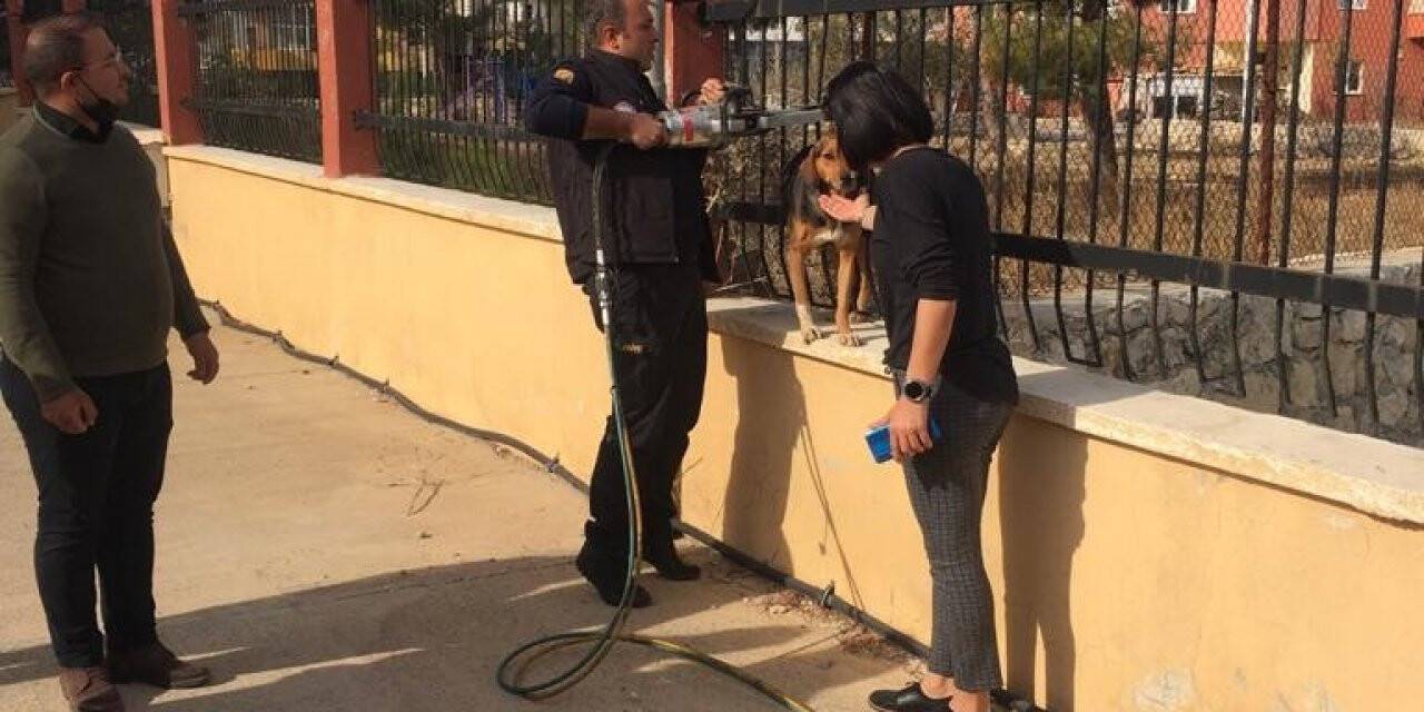 Demir parmaklıklara sıkışan köpek itfaiye ekiplerince kurtarıldı