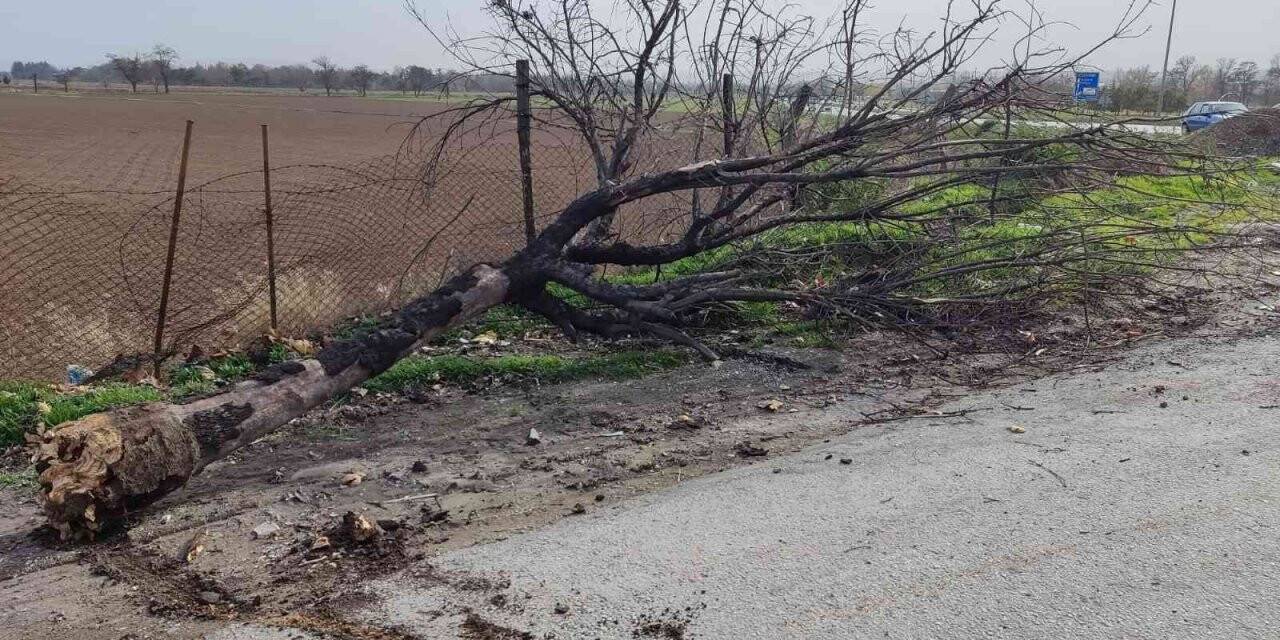 Eskişehir’de şiddetli rüzgâr ağaç devirdi